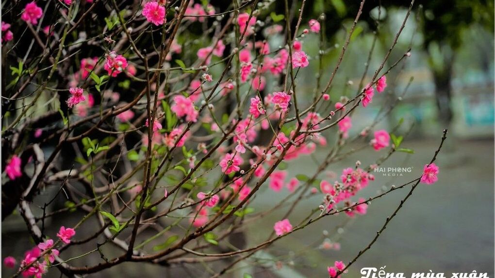 Giảng Võ chào xuân 2022