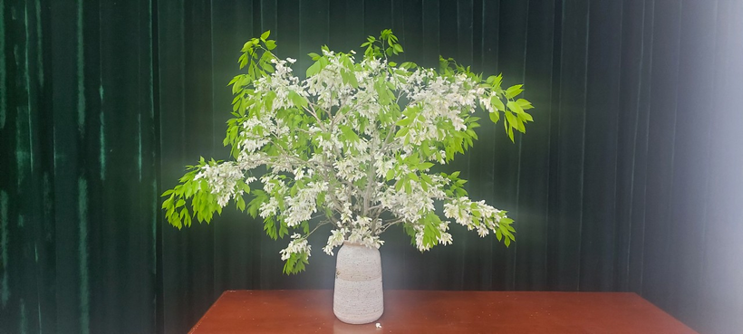 A potted plant on a tableDescription automatically generated